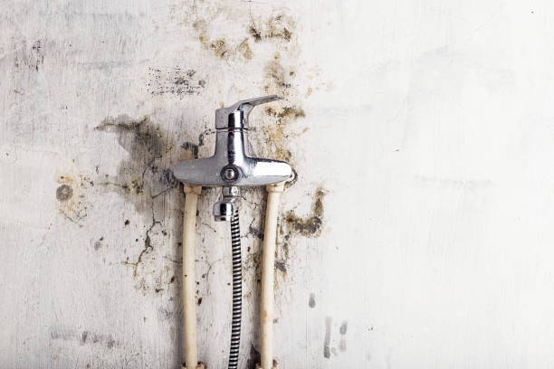 Best Office Mold Removal Services  in Grayson, GA