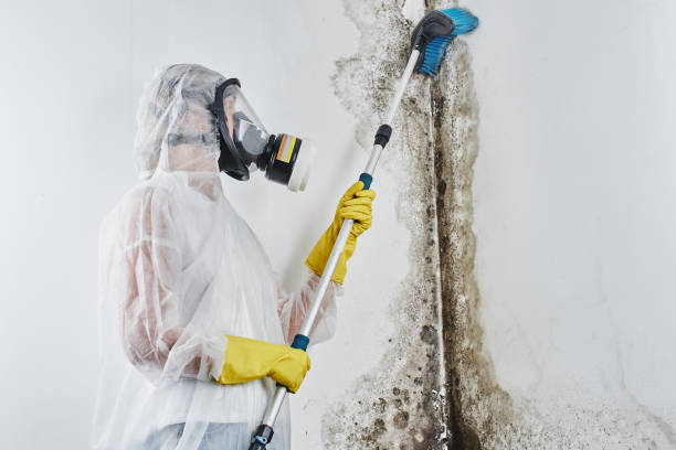 Reliable Grayson, GA Mold Removal Solutions