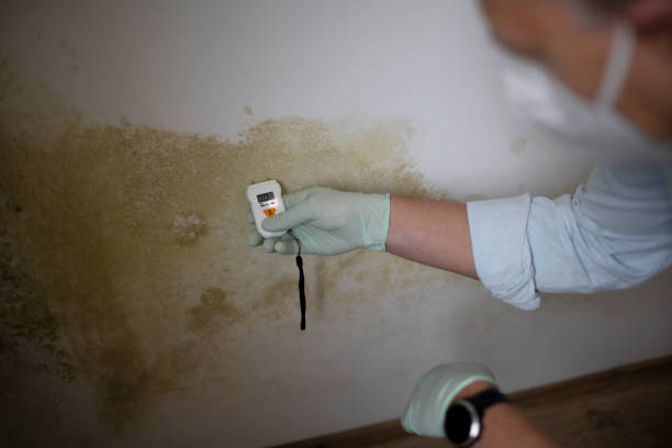 Attic Mold Removal in Grayson, GA