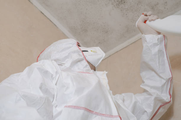 Best Attic Mold Removal  in Grayson, GA