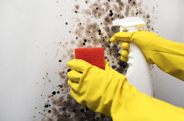 Best Black Mold Removal  in Grayson, GA