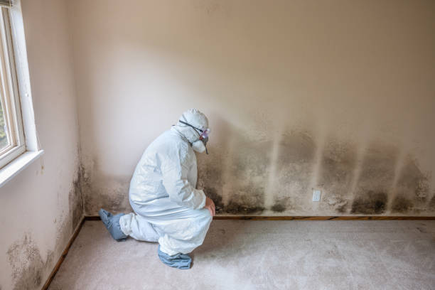 Office Mold Removal Services in Grayson, GA